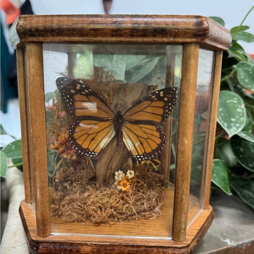 Decorative Monarch Butterfly Display Case